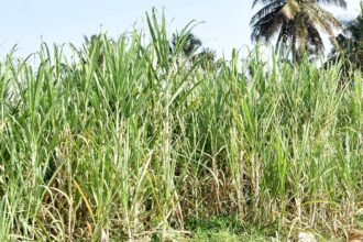 Sugarcane farmers to protest in Karnataka over settlement of arrears