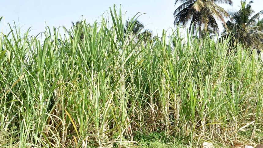 Sugarcane farmers to protest in Karnataka over settlement of arrears