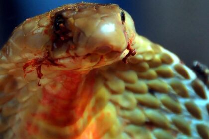 Exotic snakes hidden in luggage seized at Hyderabad airport, women detained