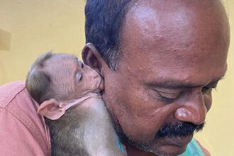 Baby monkey is government property, says Madras High Court