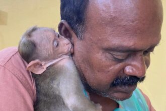 Let veterinarian interact with baby monkey at Vandalur zoo, orders Madras High Court