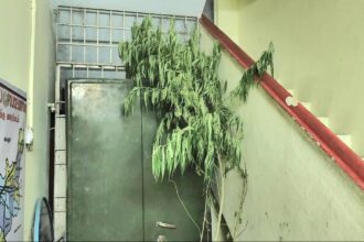 Man arrested for growing ganja in his house near Jolarpet