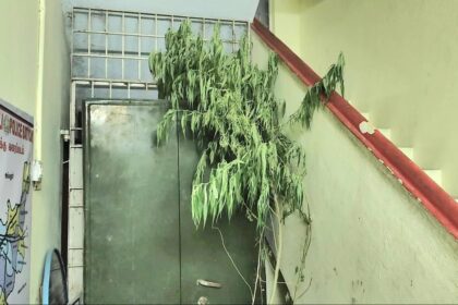 Man arrested for growing ganja in his house near Jolarpet