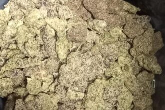 Mangaluru police arrest Puttur resident, seize 300 grams of hydro weed worth ₹ 30 lakh