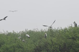 Tamil Nadu government reconstitutes State Bird Authority