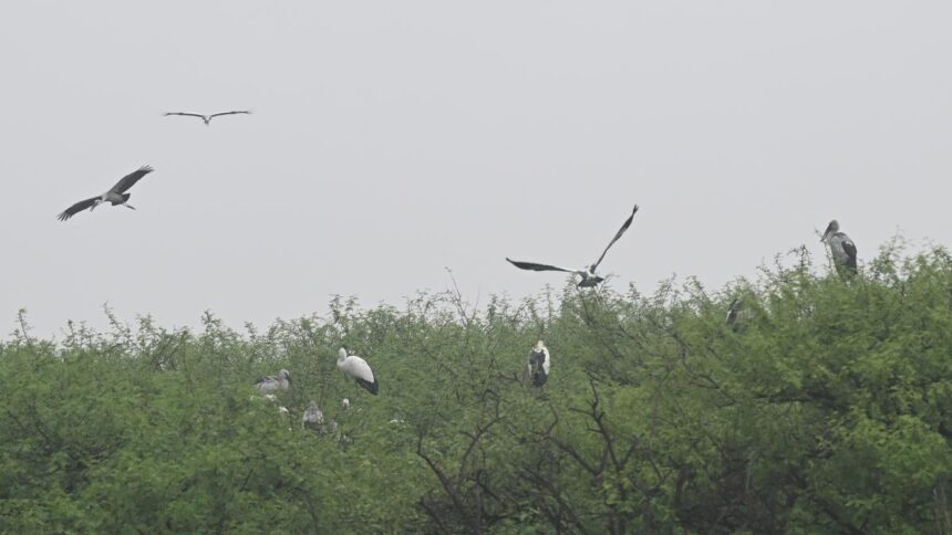 Tamil Nadu government reconstitutes State Bird Authority