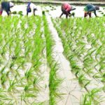 Incessant rains cause untold miseries for paddy farmers in Andhra Pradesh’s Vizianagaram district