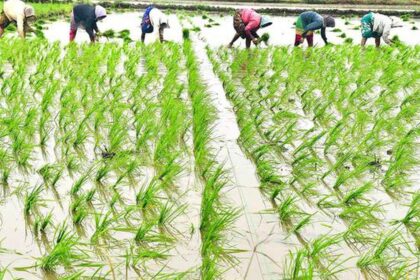 Incessant rains cause untold miseries for paddy farmers in Andhra Pradesh’s Vizianagaram district