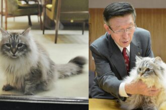 Putin’s ‘peace’ cat to Japan dies