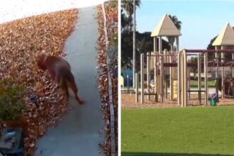 Owner attacked and killed by his own three dogs in California park: ‘He was covered in blood’