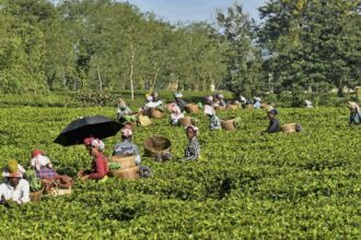 Auction-only route for dust tea sale against govt.’s ease of doing business policy: NETA