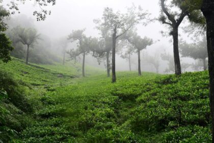 Manjolai tea estate workers: Madras High Court dismisses cases filed against voluntary retirement scheme