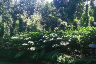 Dip in annual rainfall may hit cardamom yield at ICH