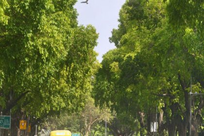 Supreme Court orders tree census