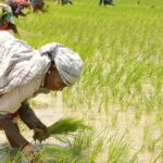 Why agri-tech might need a different approach to boost innovations