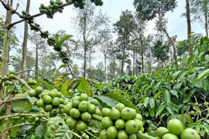 Coffee prices soar, but 15% loss in yield expected due to vagaries of weather