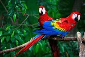 Kerala seeks more time for registering exotic pets