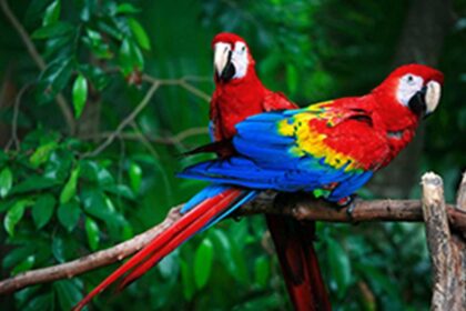 Kerala seeks more time for registering exotic pets