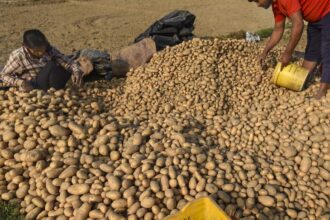 Potato traders threaten strike from December 3 if West Bengal doesn’t allow selling to other States