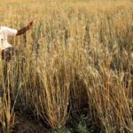 Maharashtra farmers urged to participate in rabi crop competition