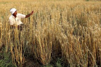 Maharashtra farmers urged to participate in rabi crop competition
