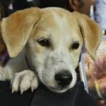 Will people of Bengaluru learn to clean up after their pets after the High Court’s directions?
