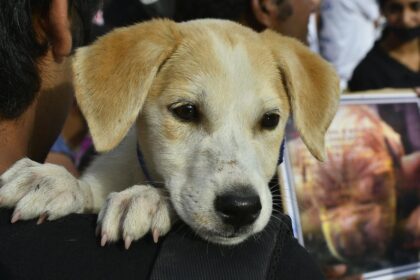 Will people of Bengaluru learn to clean up after their pets after the High Court’s directions?