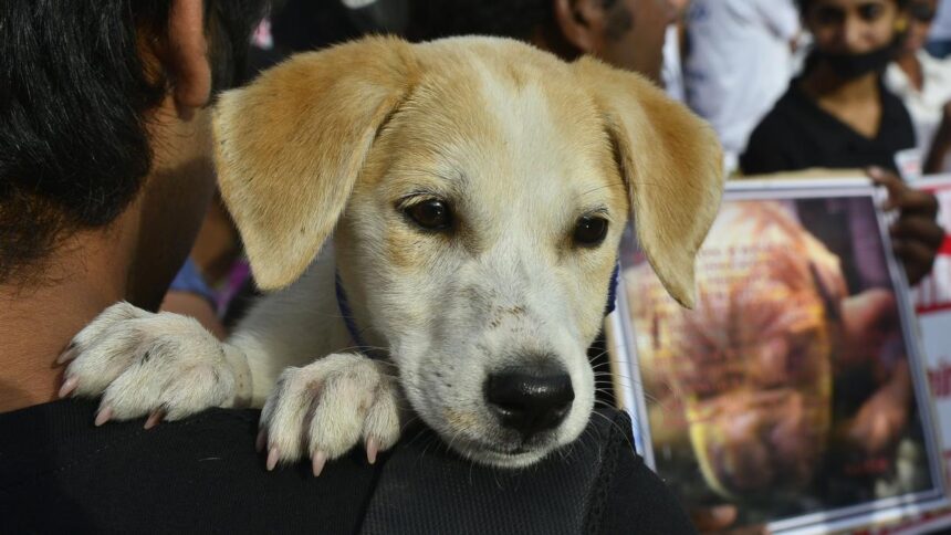Will people of Bengaluru learn to clean up after their pets after the High Court’s directions?