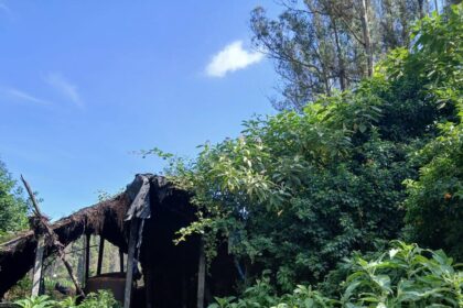 Nilgiris’ iconic eucalyptus oil industry on the brink of collapse