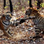 High Court seeks government reply on tourist vehicles blocking tigress’ path in Maharashtra sanctuary