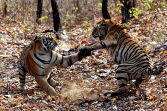 High Court seeks government reply on tourist vehicles blocking tigress’ path in Maharashtra sanctuary