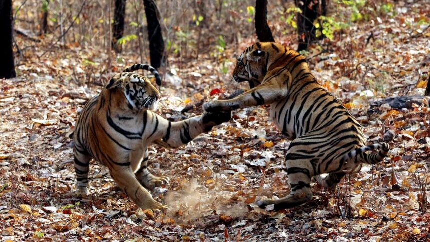 High Court seeks government reply on tourist vehicles blocking tigress’ path in Maharashtra sanctuary