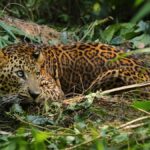 Leopard rescued in Kerala’s Kannur released into Karnataka forests