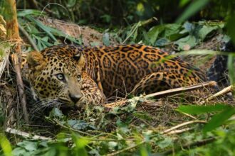 Leopard rescued in Kerala’s Kannur released into Karnataka forests