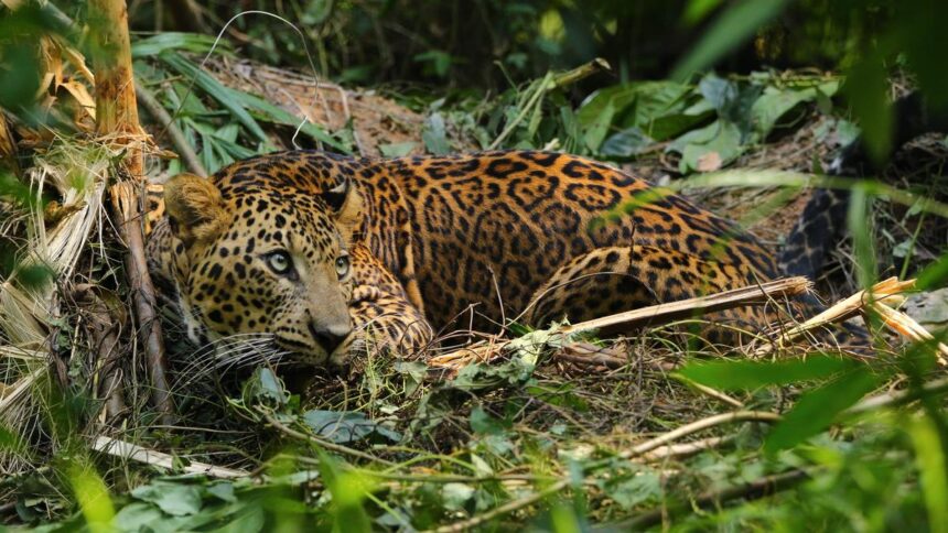 Leopard rescued in Kerala’s Kannur released into Karnataka forests