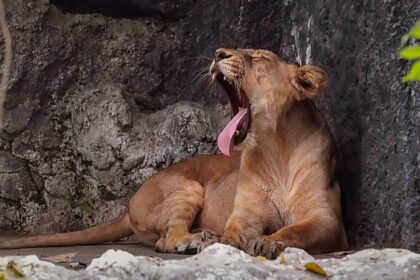 How did this 7-year-old boy brave lions and leopards for five days in a Zimbabwe zoo?