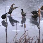 Firefighters pluck duck from icy pond in Germany’s Lower Saxony | World News