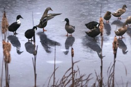 Firefighters pluck duck from icy pond in Germany’s Lower Saxony | World News