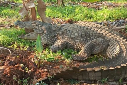 Crocodiles found in Madhya Pradesh house during IT searches; reptiles rescued by forest dept